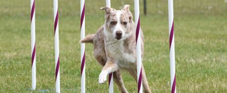 Canine Agility of Central Minnesota