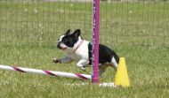 Trialing